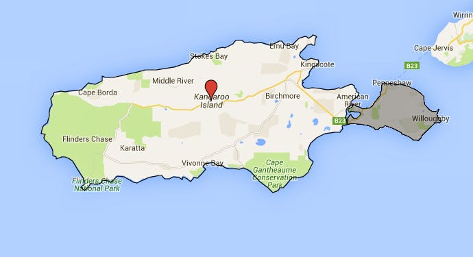 Kangaroo Island begins Feral Cat Eradication Plan — Shorthand Social