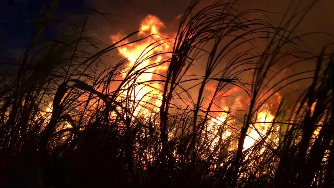 Sugar farmers still burning crops after fire accident — Shorthand Social