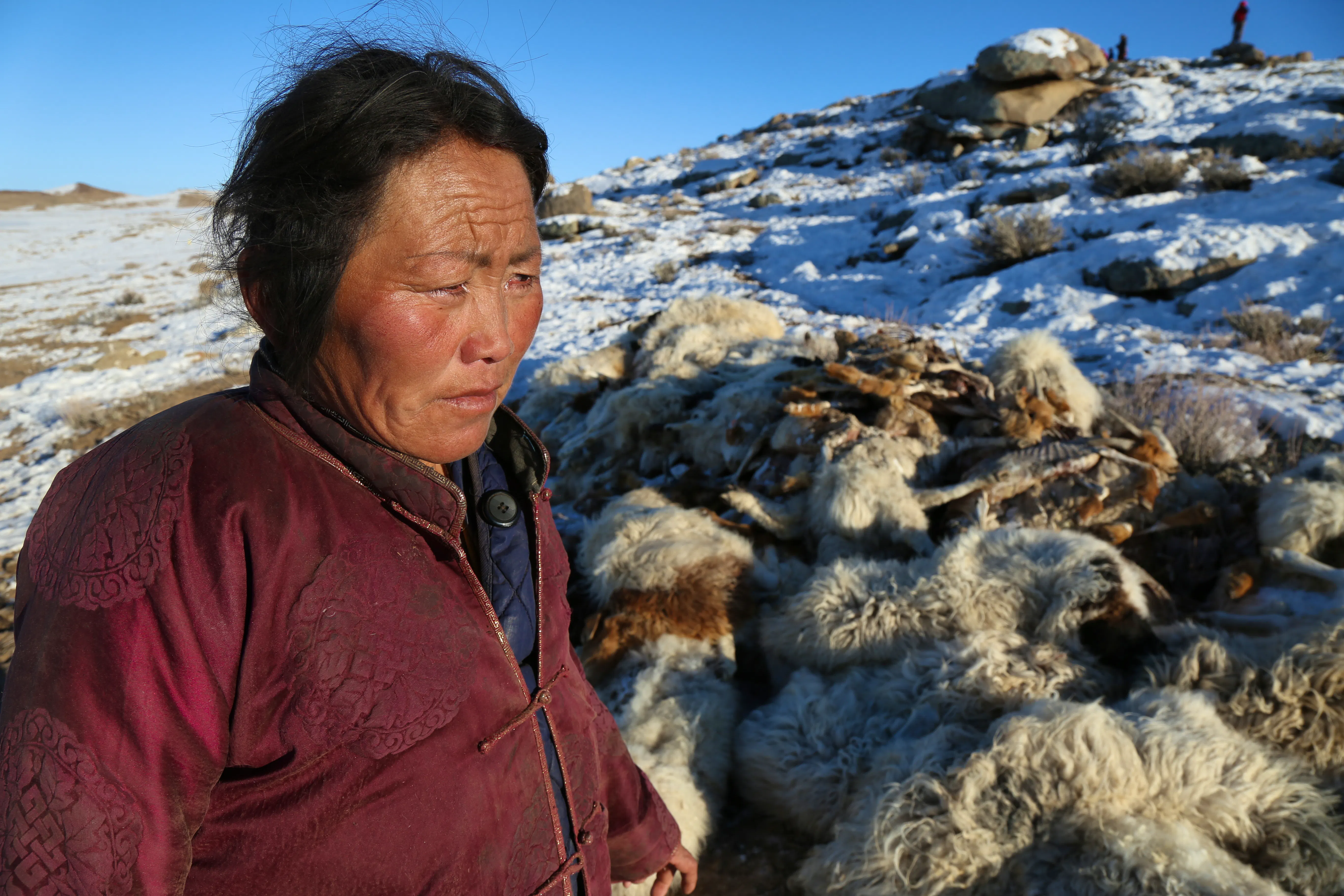 Mongolian herders desperate to save their only livelihood — Shorthand ...