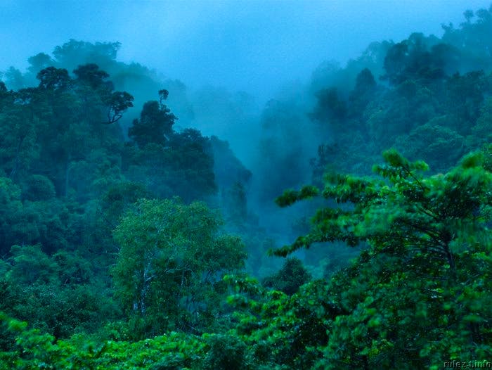 En este bosque tropical lluvioso viven unos animales extraordinarios