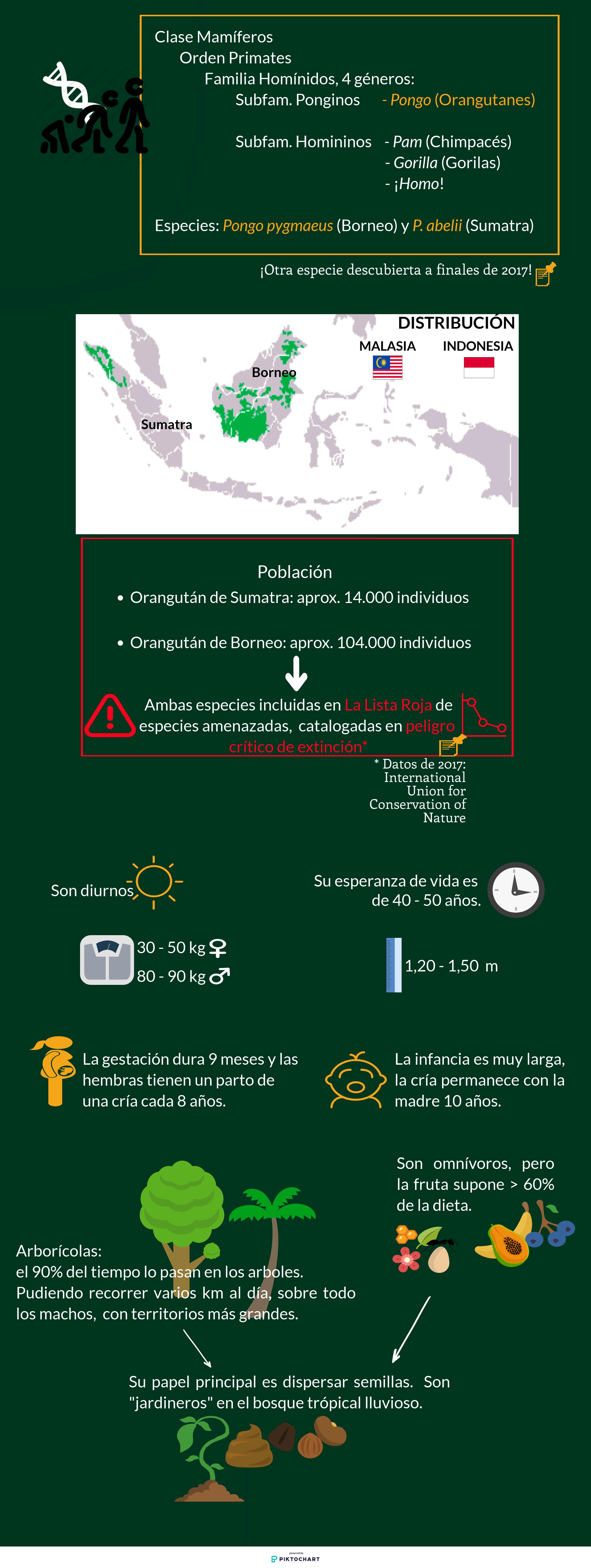 El Planeta De Los Simios En Orden En este bosque tropical lluvioso viven unos animales extraordinarios que  odian la lluvia — Shorthand Social