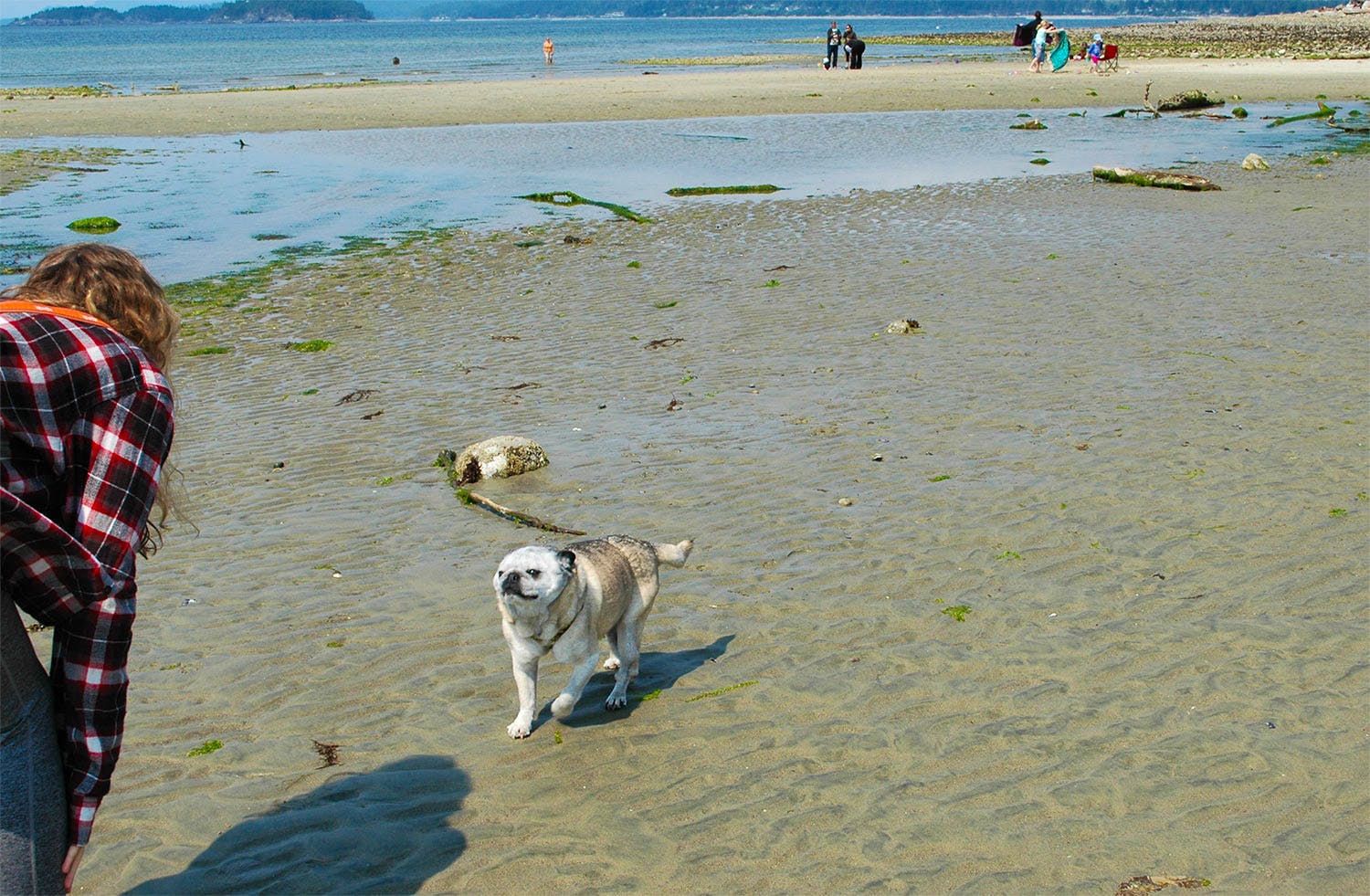 Live 95.9 Pet of the Week: Cookie, image size:1100x719