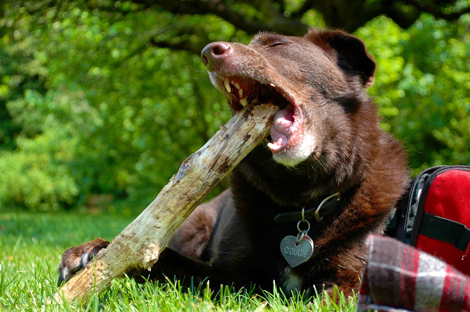 Did Our Breeder Mislead Us About Our Puppy?, image size:1100x731