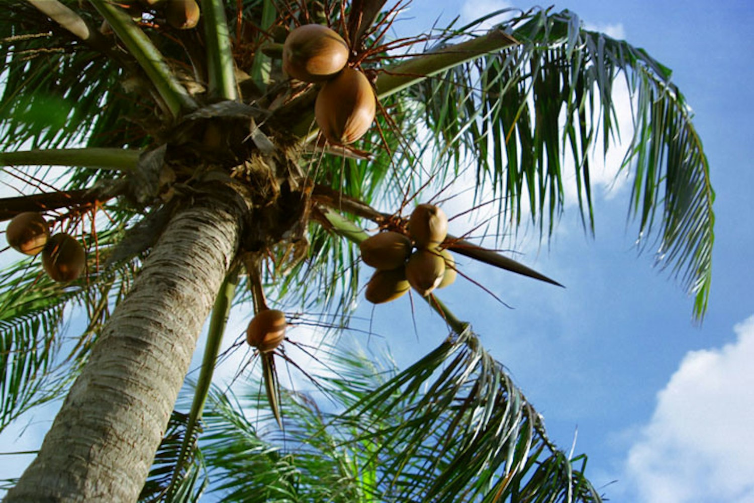 Palmeras con cocos