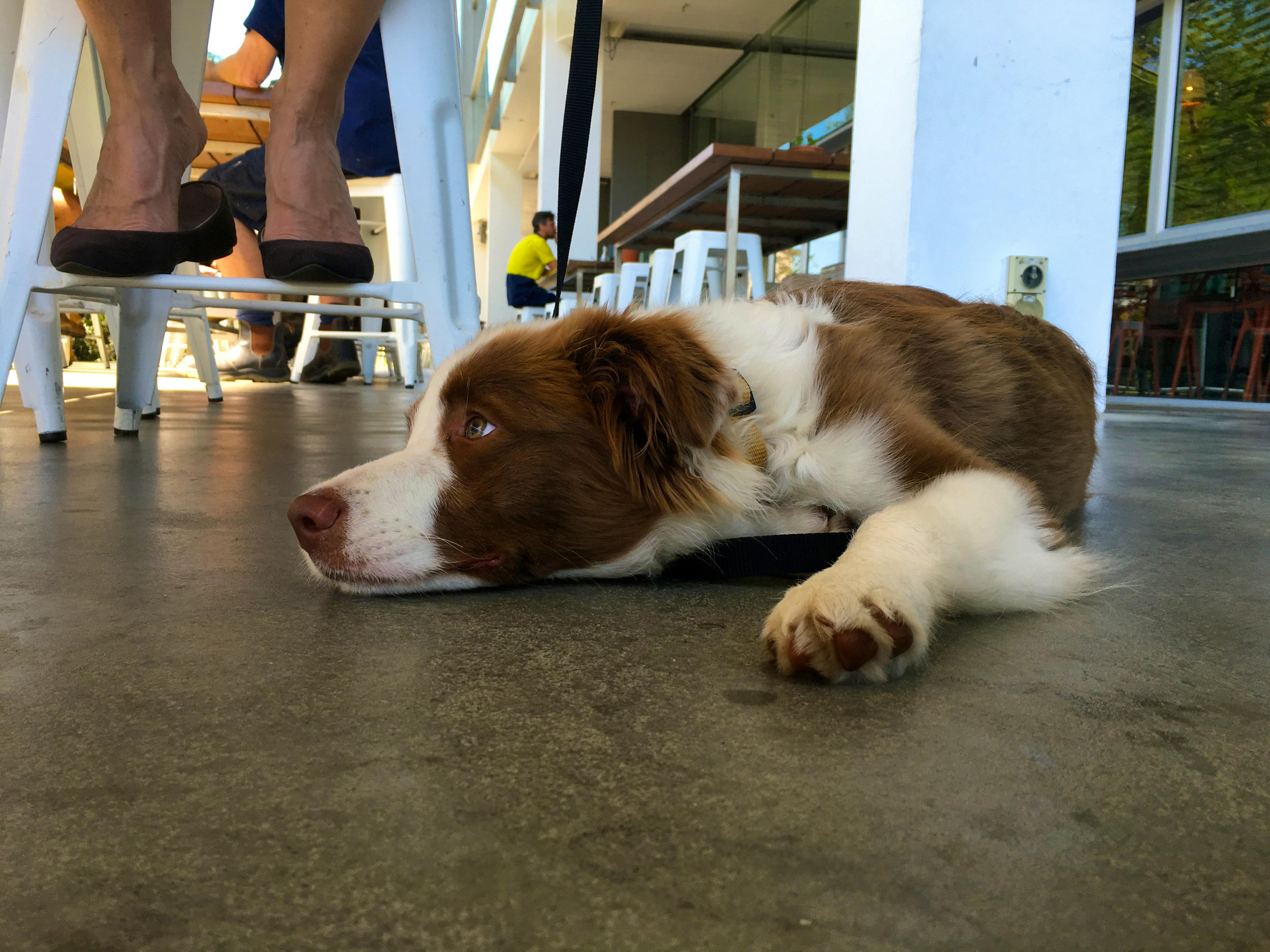 The fight to get pets into Queensland apartments continues — Shorthand Social