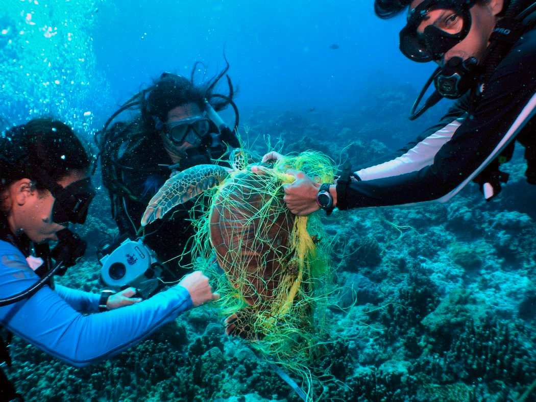 Download Salvemos Los Oceanos Y Preservemos La Vida Shorthand Social For iPhone Wallpaper Salvemos Los Oceanos Y Preservemos La Vida Shorthand Social Desktop Wallpaper Free