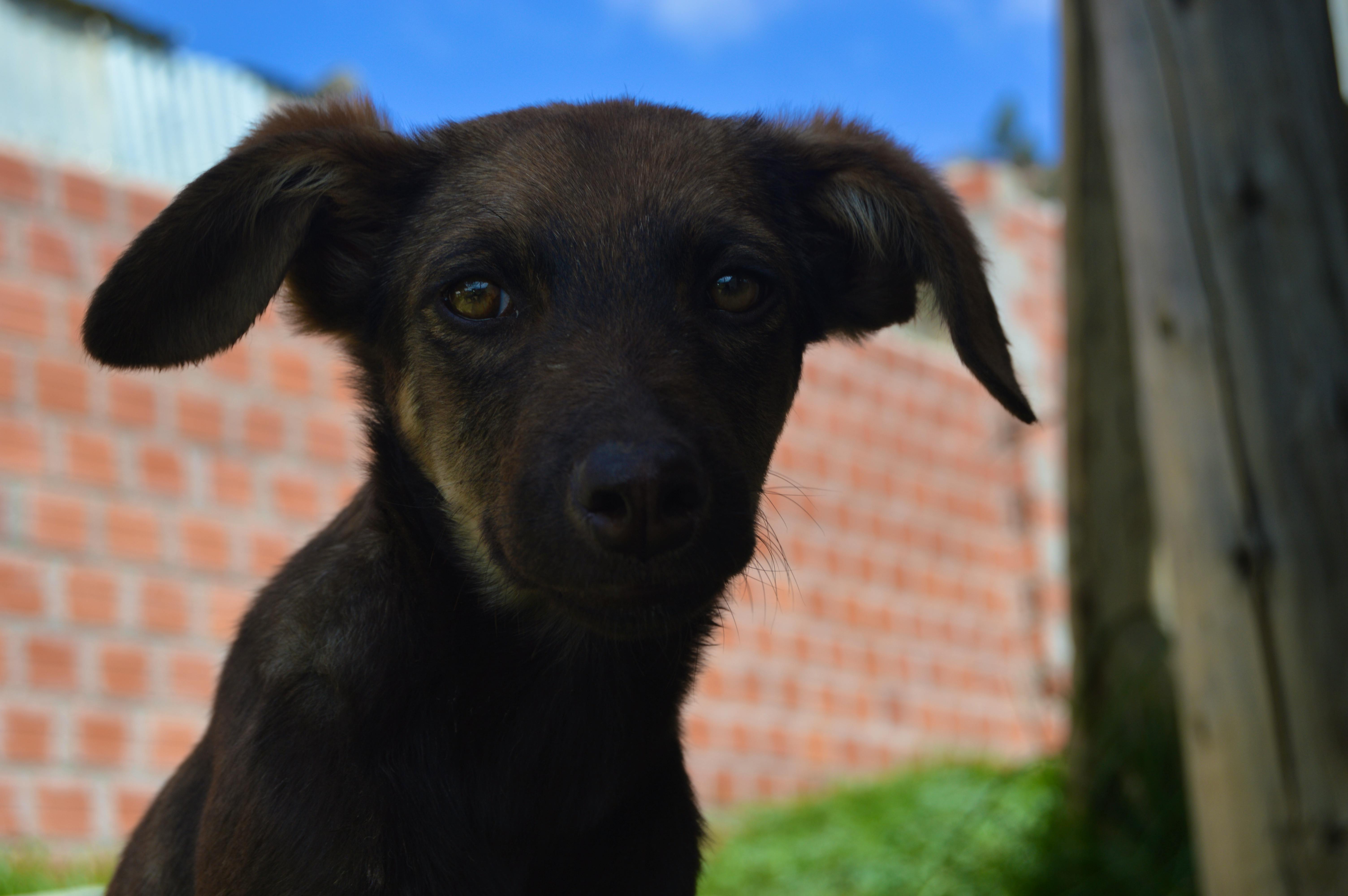 Perros En Condicion De Calle Quien Debe Asumir La Responsabilidad Shorthand Social