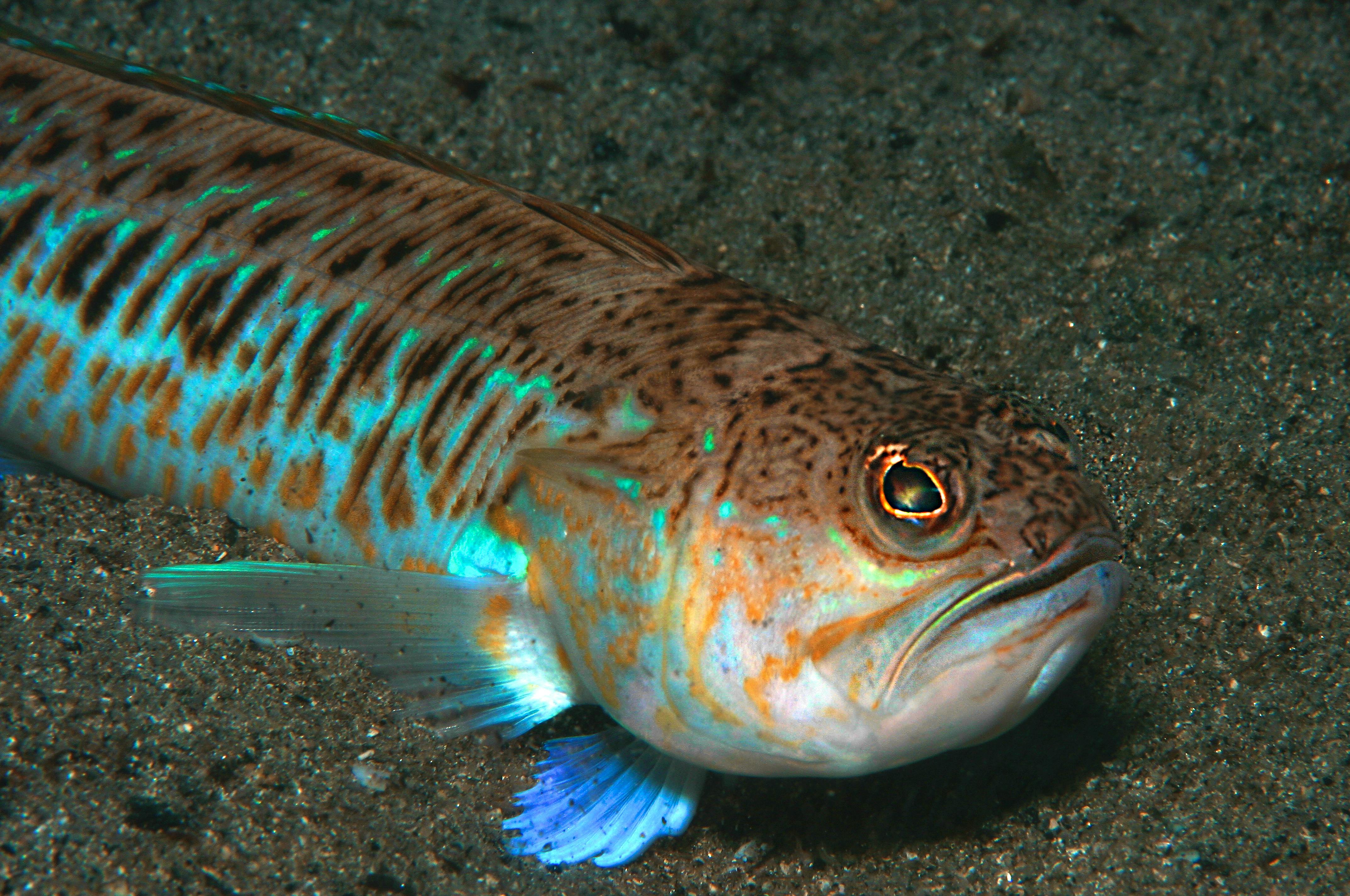 Les Poisons De Lété Et Leurs Remèdes Corse Matin