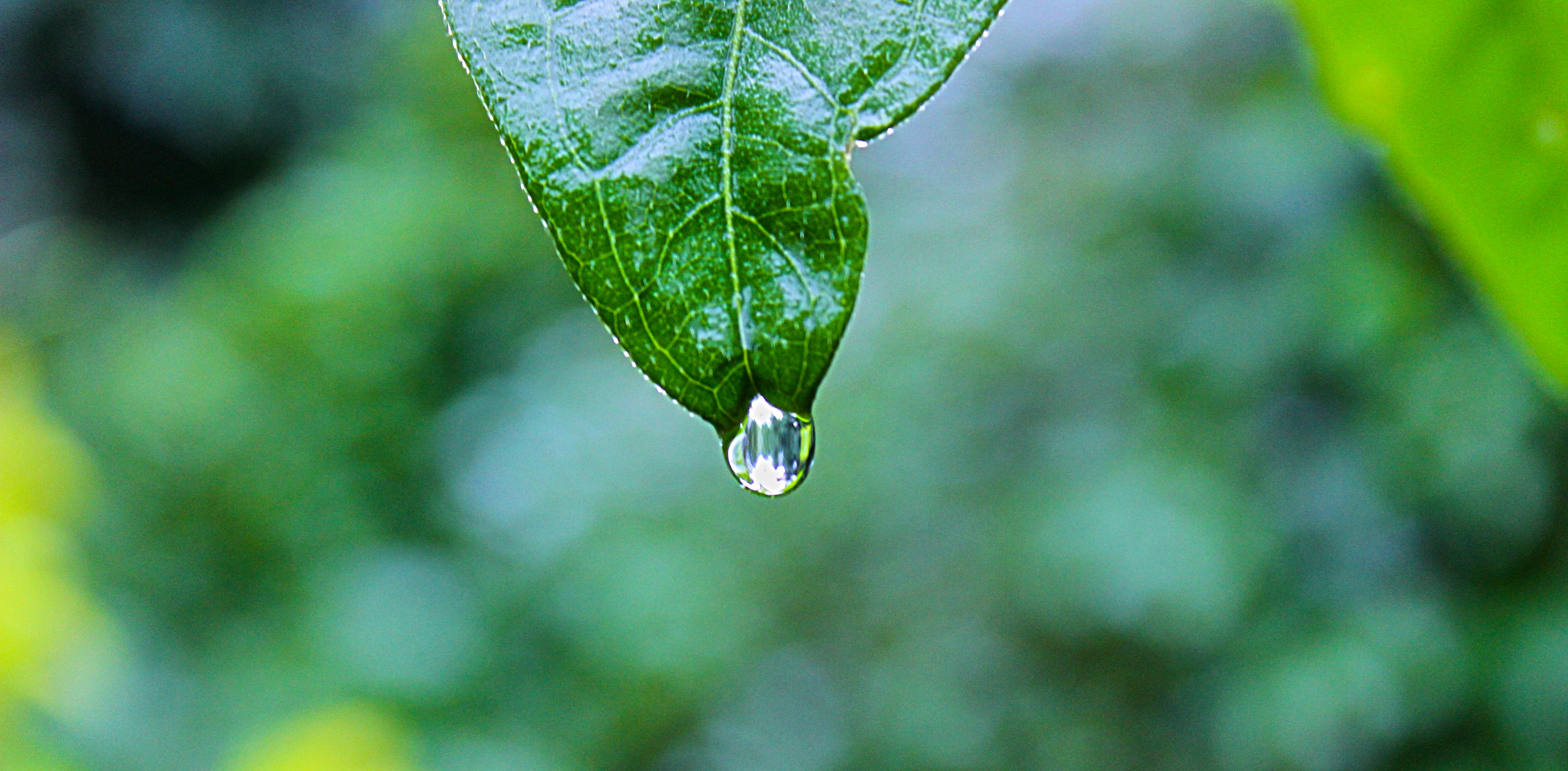 ¿Qué Es Ese Olor Después De Que Llueve? — Shorthand Social