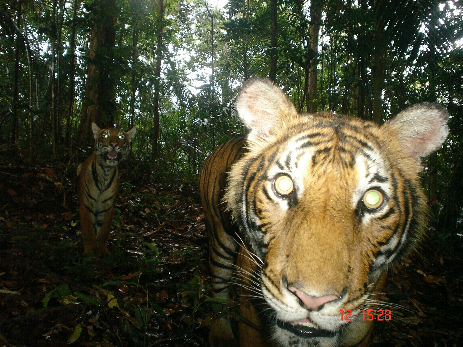 Видать не совсем. Селфи с тигром. Совещание животных в джунгли фото. Tiger Camera.