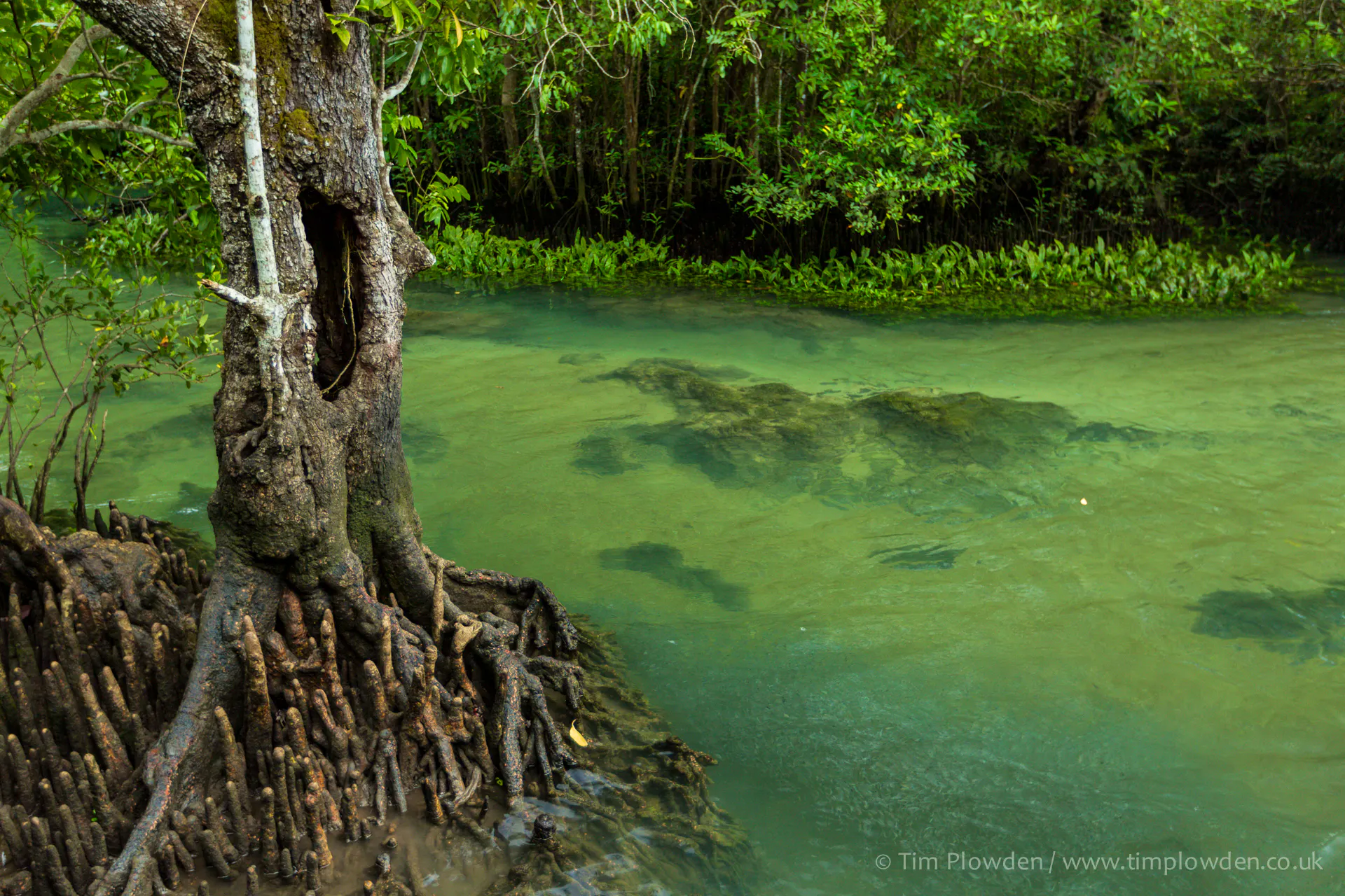 Nature for lives — Shorthand Social