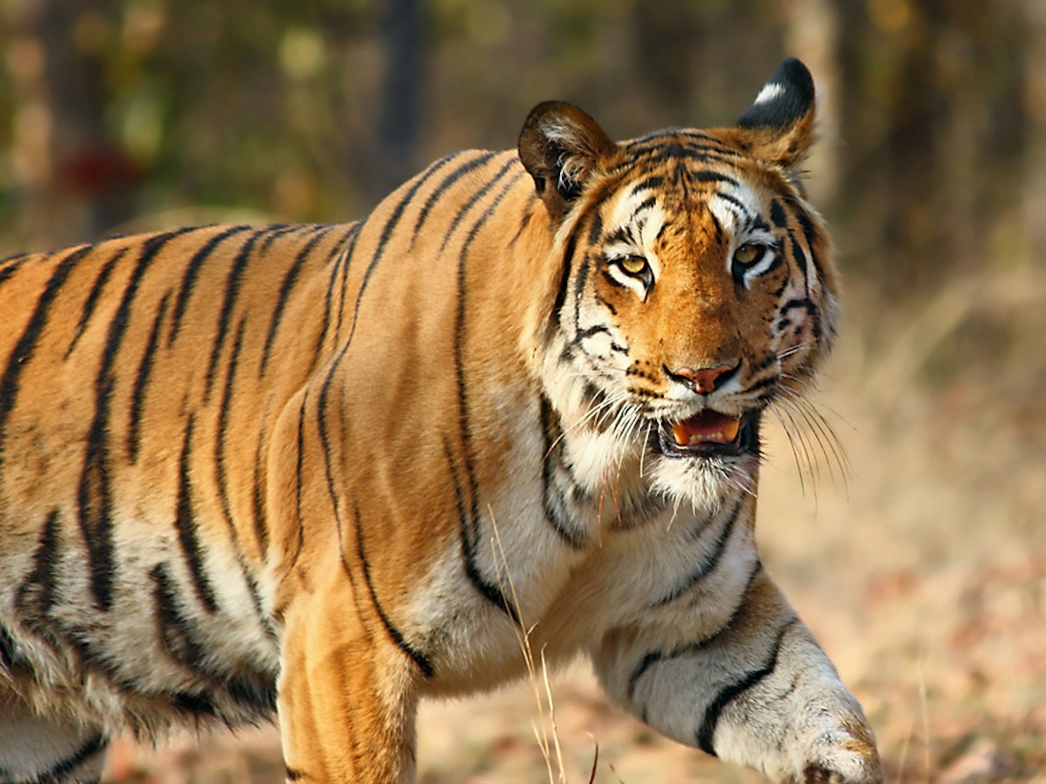 Diet of Bengal Tigers in Chitwan National Park, Nepal — Shorthand Social
