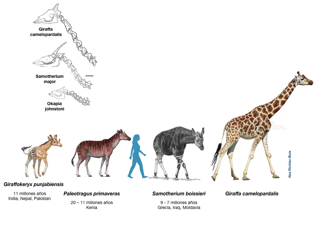Compare As Teorias De Lamarck E Darwin