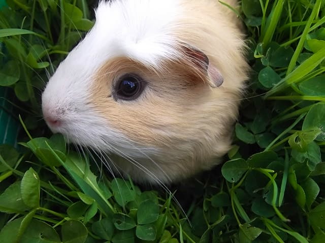 Top 5 vegetarian animals — Shorthand Social