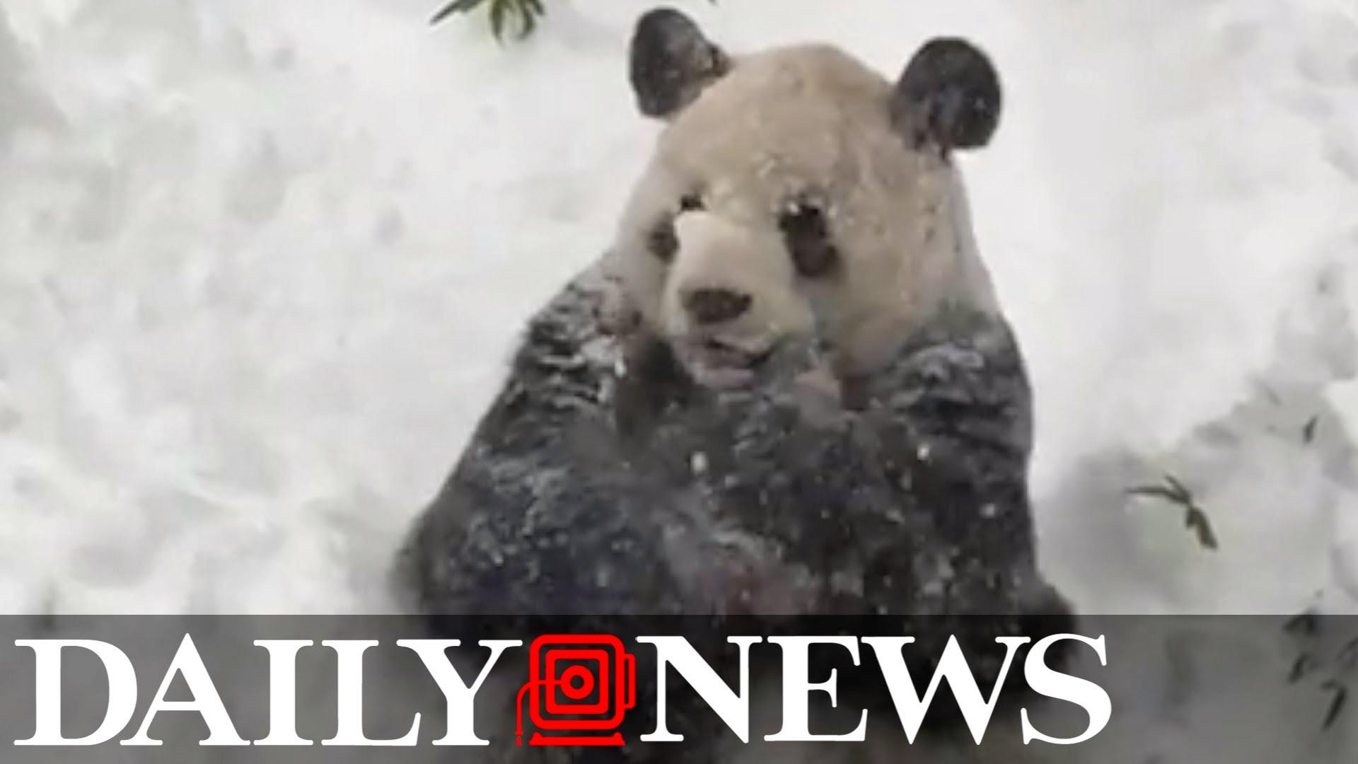 Top 5 vegetarian animals — Shorthand Social