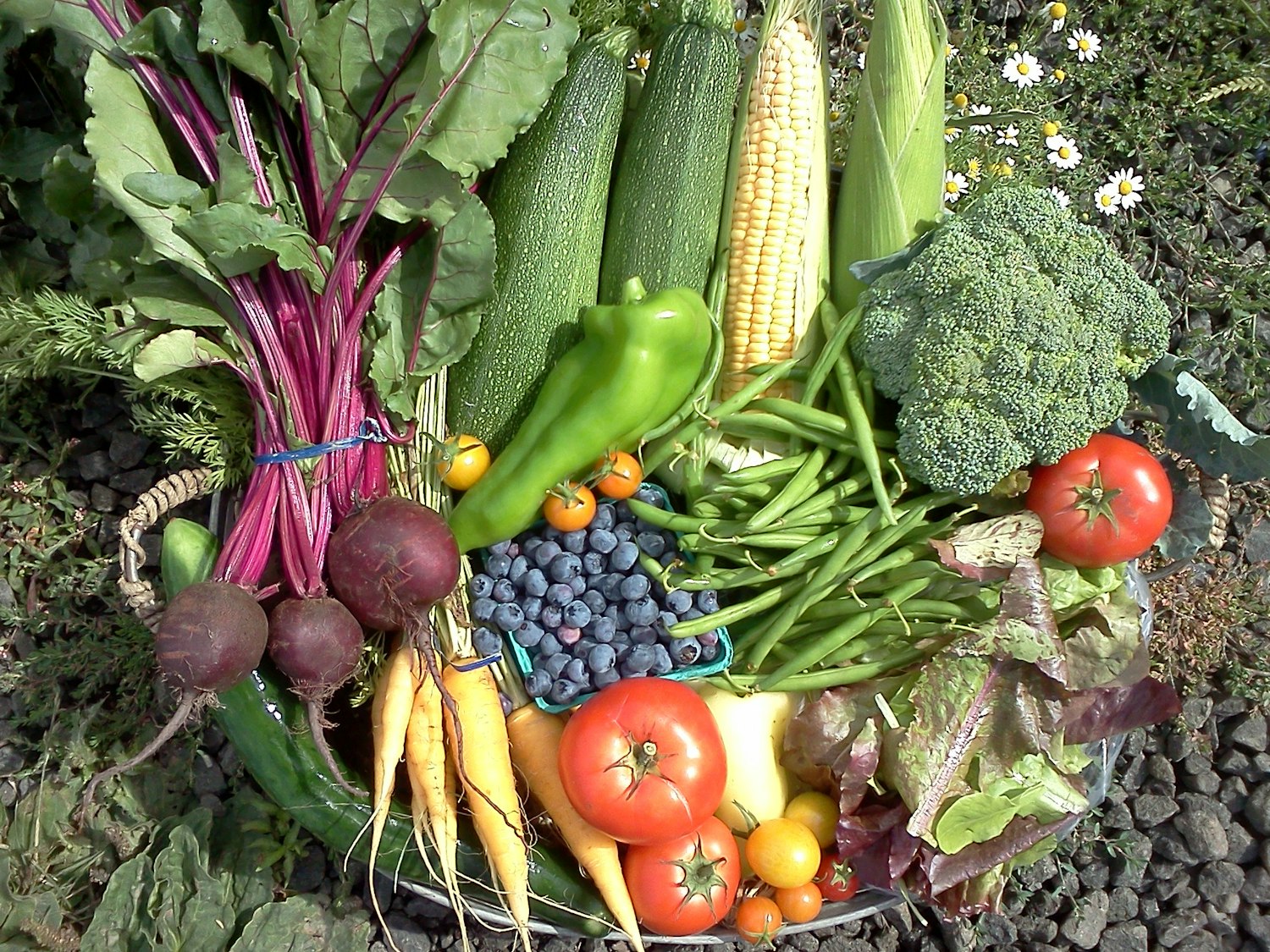 Овощи. Овощи в саду. Овощные растения. Овощи и фрукты с огорода.