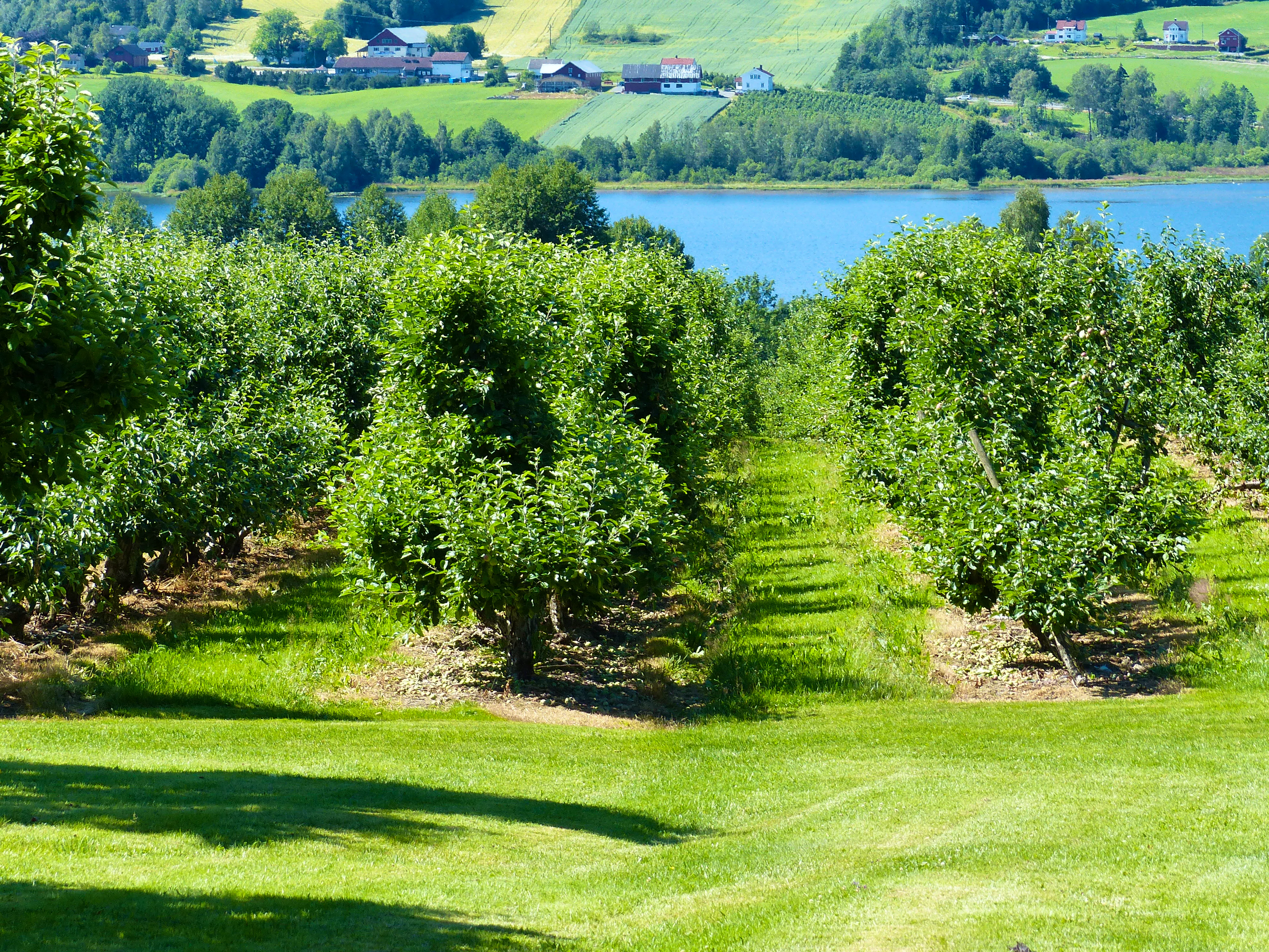 Det Er Sommer Det Blir Sol Og Det Er Ferie Shorthand Social