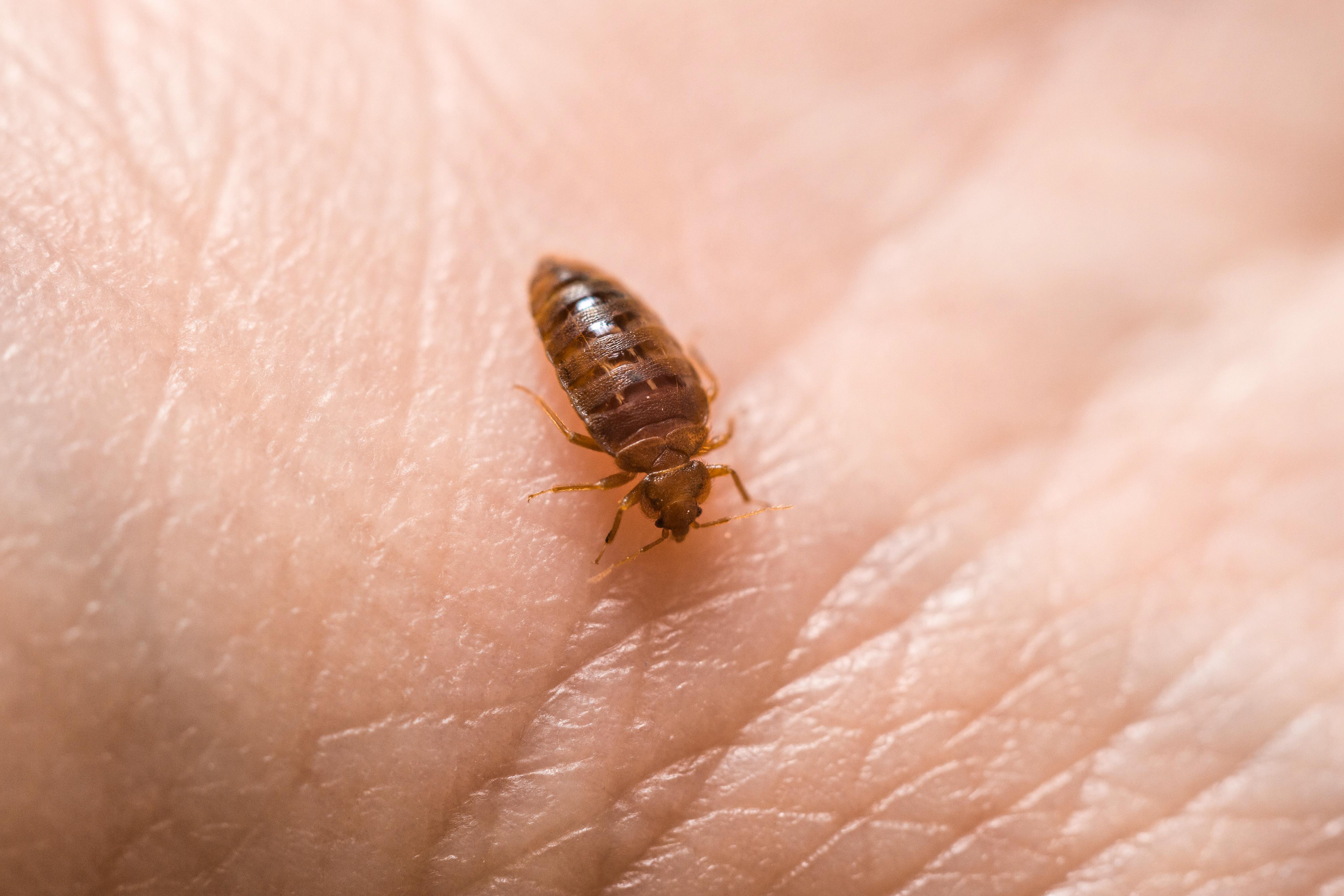 Mother of Bed Bugs — Shorthand Social