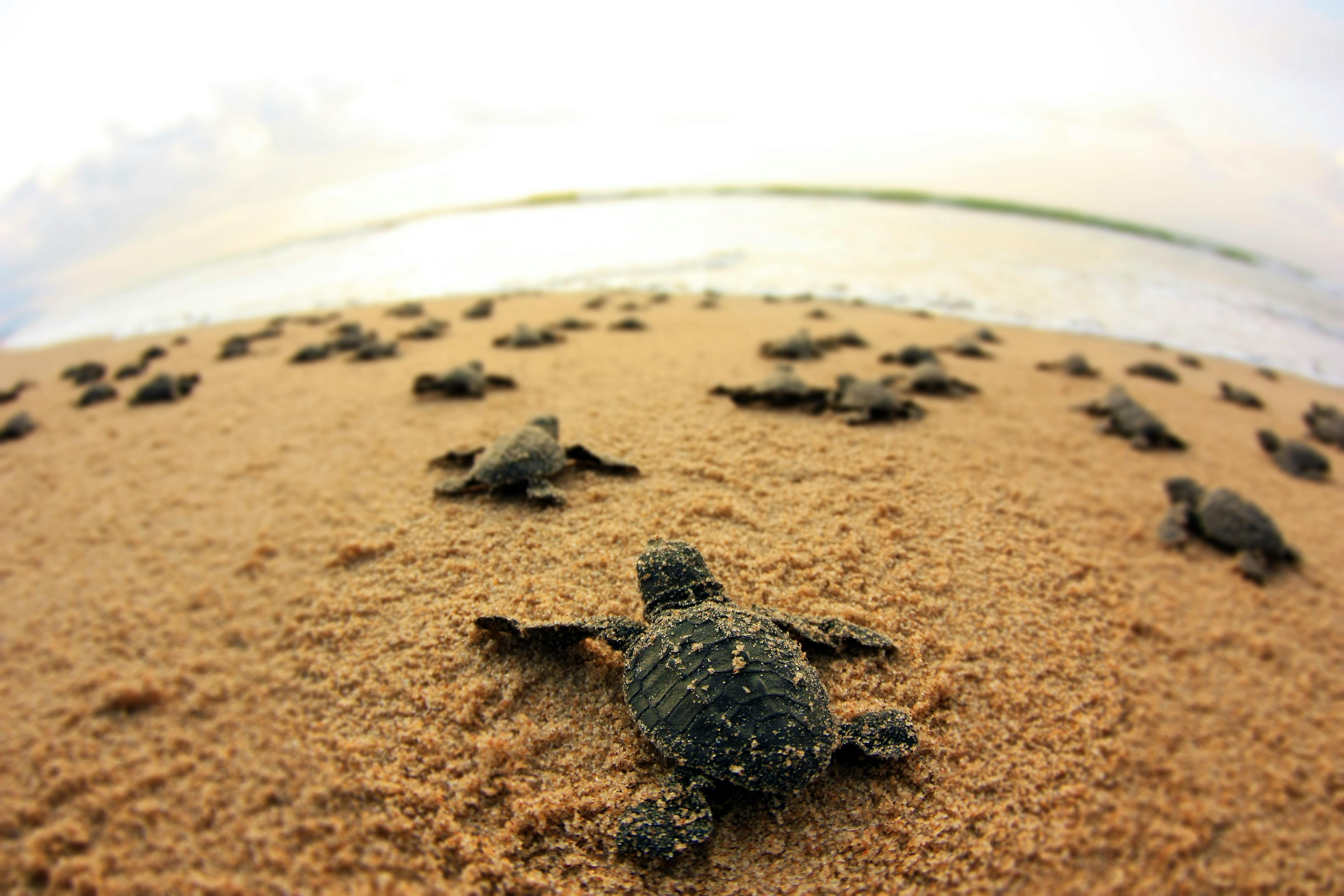 Olive Ridley Turtles of Chennai — Shorthand Social
