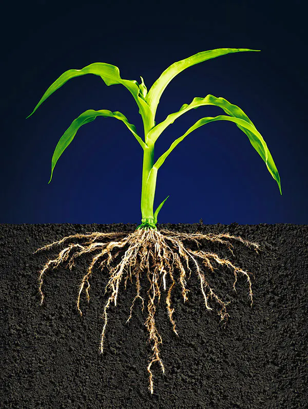 Rooting for the Future — Shorthand Social