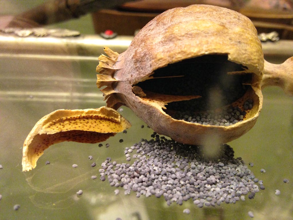 Irans Rusavhengige Soker Tilflukt Shorthand Social